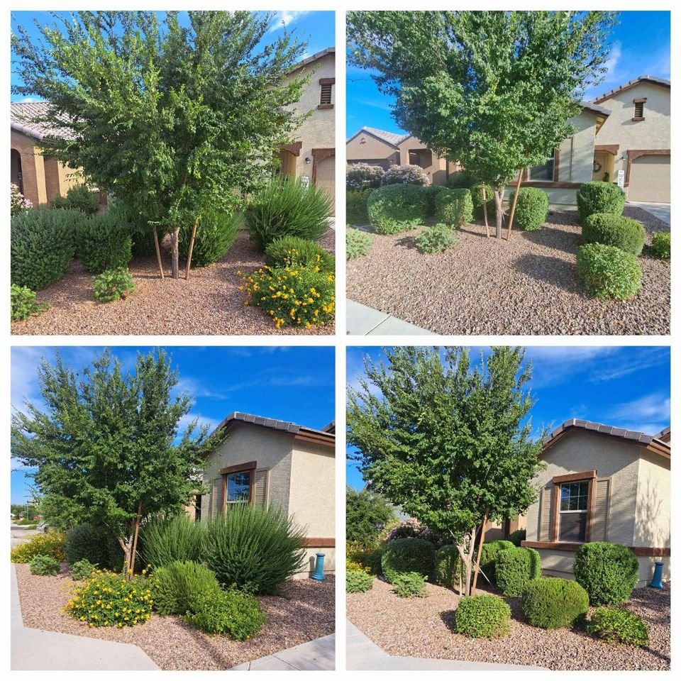 A collage of four photos shows a desert-style front yard by Flagstaff Turf and Hardscape with gravel, trimmed bushes, a flowering plant with yellow blooms, and a leafy tree near a beige house under a clear blue sky.