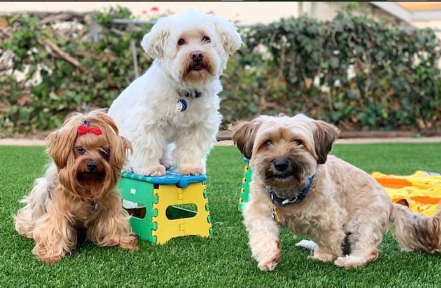 Three small dogs are on green grass by Flagstaff Turf and Hardscape; one white dog stands on a colorful stool, while a tan dog and a brown dog with a red bow sit and stand nearby. Bushes and a fence are in the background.